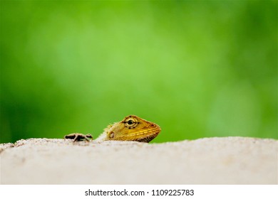 Lizard on the roadside  macro  close up nature animal small