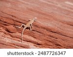 A lizard is on a rock. The lizard is brown and tan