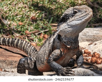 Lizard on rock looking at camera