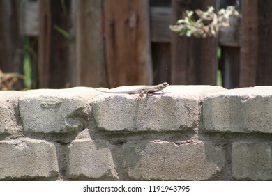 lizard on some stone work