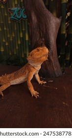 A lizard on the table