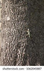lizard on tree