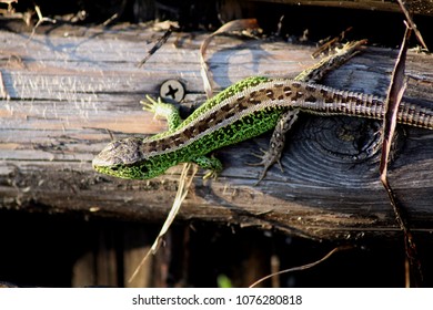 lizard on the tree