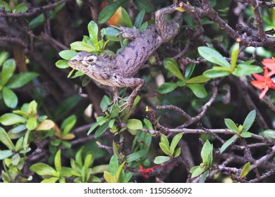 Lizard on the tree