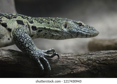 Lizard on the tree