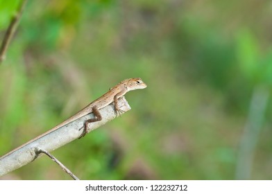 Lizard on tree