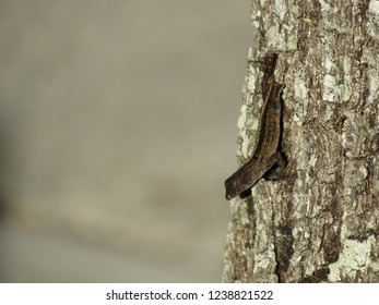 Lizard on tree