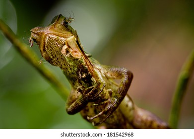 lizard on tree