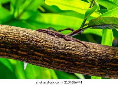 A lizard on a tree.