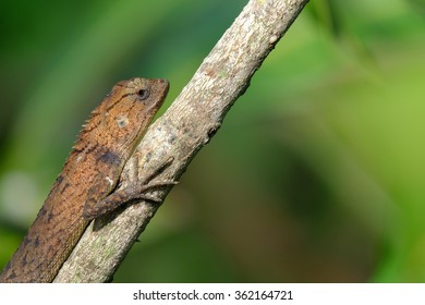 Lizard on a tree