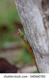 Lizard on the tree