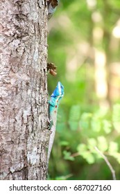 Lizard on the tree