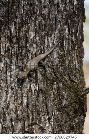 A lizard on the tree