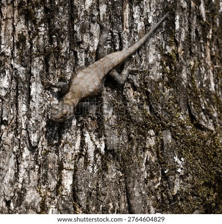 A lizard on the tree