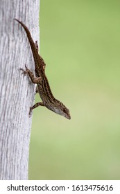 lizard on tree with blurry background