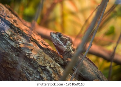 Lizard on a tree branch