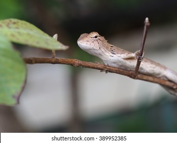 Lizard On Tree Branch