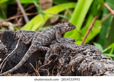 A lizard on a tree stump.