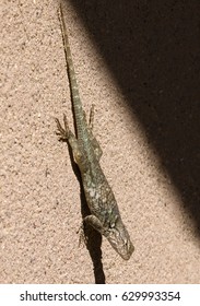 lizard on wall - Shutterstock ID 629993354