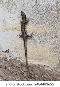 The lizard on the wall sunbathing