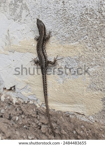 The lizard on the wall sunbathing