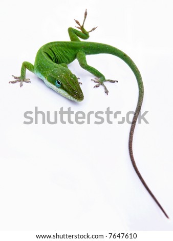 Lizard on white