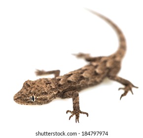 Lizard On White Background Macro Stock Photo 184797974 