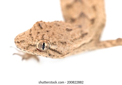 lizard on a white background. macro