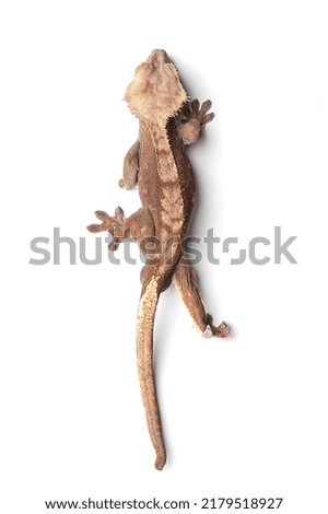 lizard on a white isolated background top view. gecko on a white background