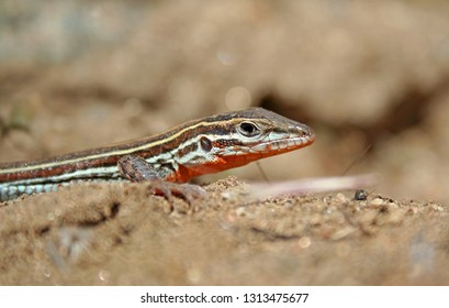 Lizard, Orange-throated Whiptail, Aspidoscelis hyperythra beldingi