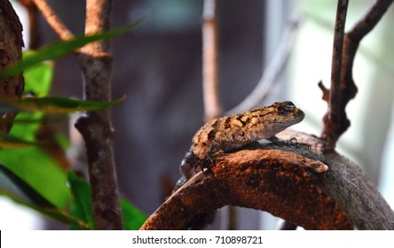 A lizard over the tree trunk with yellow light from the side. It also called Emerald Swift(Sceloporus malachiticus) live in southern mexico