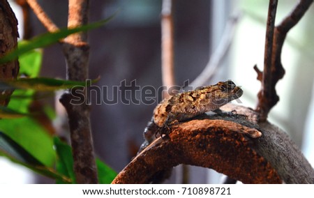A lizard over the tree trunk with yellow light from the side. It also called Emerald Swift(Sceloporus malachiticus) live in southern mexico