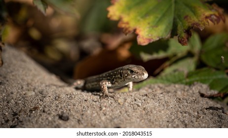 Lizard Peeking Out Of Hiding, Incredible Wildlife