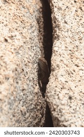 lizard peeks out of the crack of a sea rock