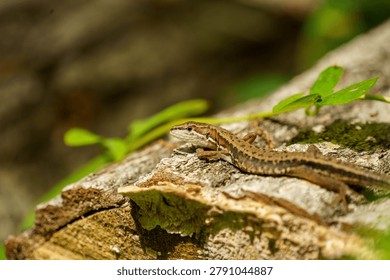 A lizard perched on a tree
