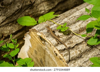 A lizard perched on a tree
