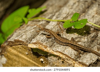 A lizard perched on a tree
