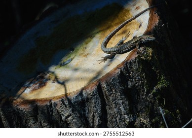 Lizard perched on the trunk in the sun
