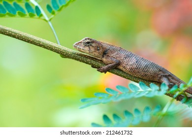  Lizard perching on the tree