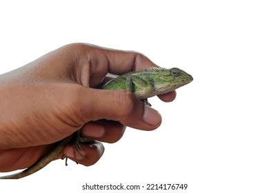 Lizard Or Pet Chameleon In Human Hand With White Clipping Path, Pet Reptile.