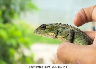 Lizard Or Pet Chameleon In Human Hands On Blurred Background, Pet Reptile.