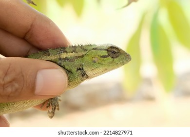 Lizard Or Pet Chameleon In Human Hands On Blurred Background, Pet Reptile.