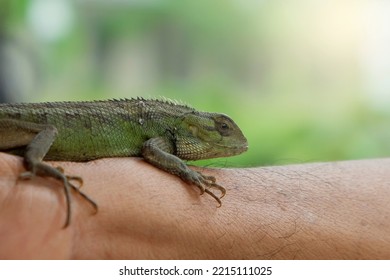 Lizard Or Pet Chameleon In Human Hands On Blurred Background, Pet Reptile.