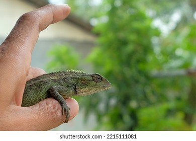 Lizard Or Pet Chameleon In Human Hands On Blurred Background, Pet Reptile.