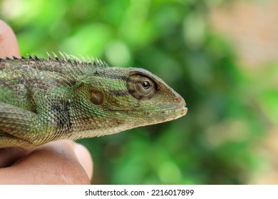 Lizard Or Pet Chameleon In Human Hands On Blurred Background, Pet Reptile.