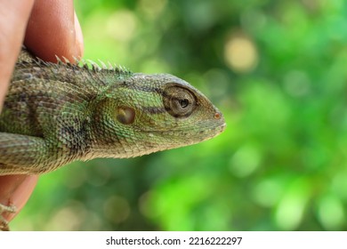 Lizard Or Pet Chameleon In Human Hands On Blurred Background, Pet Reptile.