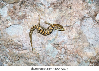 Lizard at Pinnacles National Park