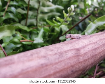 Lizard in pole