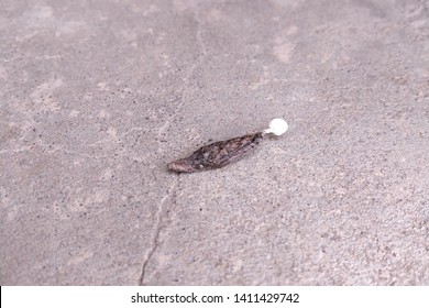 147 Lizard poop Images, Stock Photos & Vectors | Shutterstock