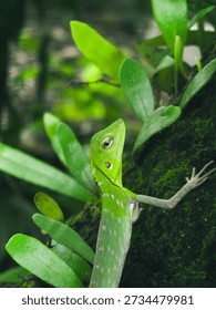 A lizard (possibly a type of forest chameleon or Bronchocela) is bright green with small white spots along its body. The lizard is seen holding its head up with its body upright, indicating an alert attitude or observing its surroundings.
​Surounding it are lush green plants.